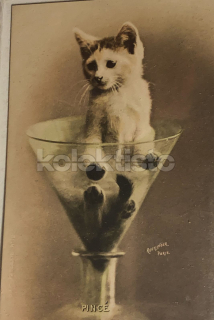 300 Kč GEN Pohlednice KOČKY FOTO, GEN145444