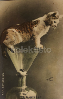 300 Kč GEN Pohlednice KOČKY FOTO, GEN145445