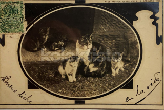 300 Kč GEN Pohlednice KOČKY FOTO, GEN145446