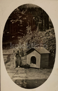 300 Kč GEN Pohlednice KOČKY FOTO, GEN145448