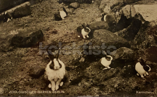 300 Kč GEN Pohlednice KRÁLÍCI, GEN145546