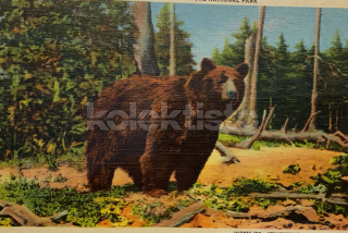 200 Kč GEN Pohlednice Medvědi, GEN145560