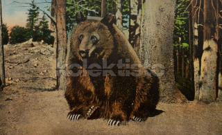 200 Kč GEN Pohlednice Medvědi, GEN145562