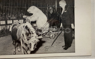 650 Kč GEN Pohlednice Medvědi cirkus, GEN145586