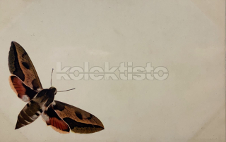300 Kč GEN Pohlednice MOTÝLI, GEN145598