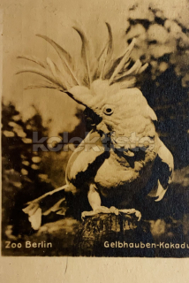 200 Kč GEN Pohlednice PAPOUŠCI, GEN145612