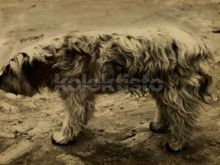 120 Kč GEN Foto PSI, GEN145617