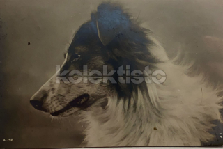 300 Kč GEN Pohlednice PSI, GEN145636