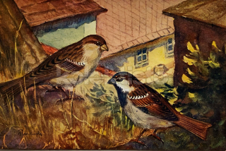 100 Kč GEN Pohlednice PTÁCI, GEN145648