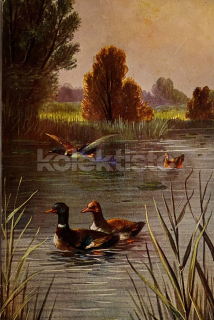 100 Kč GEN Pohlednice PTÁCI, GEN145653