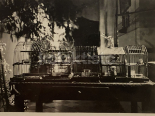 100 Kč GEN Pohlednice PTÁCI, GEN145658