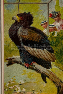 100 Kč GEN Pohlednice PTÁCI, GEN145660