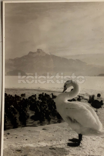 150 Kč GEN Pohlednice PTÁCI, GEN145662