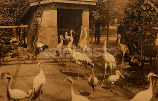 250 Kč GEN Pohlednice PTÁCI, GEN145671
