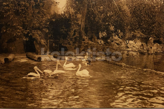 250 Kč GEN Pohlednice PTÁCI, GEN145672
