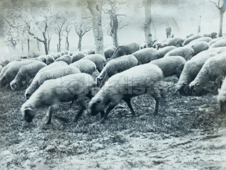 150 Kč XXX Foto NEURČENO, SVK128538