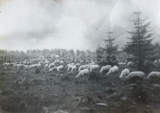 75 Kč XXX Foto NEURČENO, SVK128608
