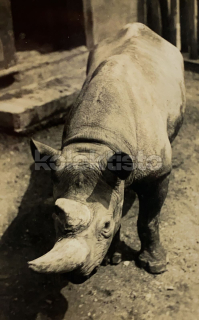 300 Kč ABM Pohlednice Praha 7 ZOO, CZE102134