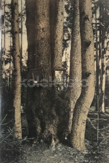 360 Kč PI Pohlednice Písecké lesy, CZE121045